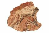 Polished, Petrified Wood (Araucarioxylon) - Arizona #242370-1